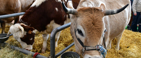 Mettez vous au vert, passez au Salon de l'agriculture