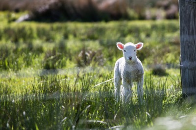Mettez vous au vert, passez au Salon de l'agriculture
